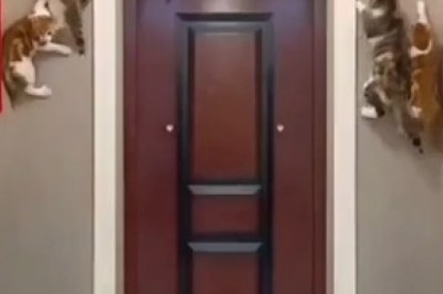 Cat-astrophic Wall Climbers: Feline Parkour Fails!