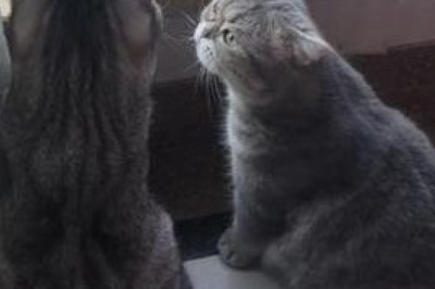 Cat Conspiracy: Feline Masterminds Plotting Against Live Chickens!