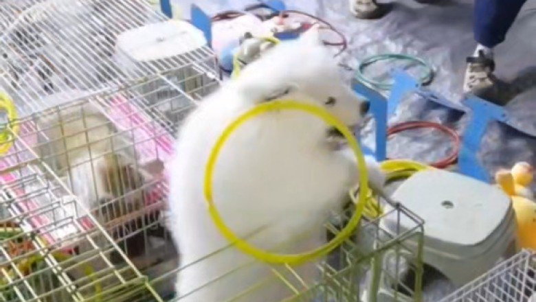 Epic Feline Fails: Cats vs. Acrobatic Dog Showdown! ππ±πΆ