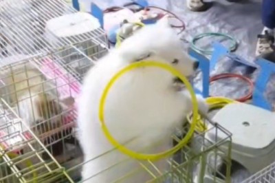 Epic Feline Fails: Cats vs. Acrobatic Dog Showdown! 😂🐱🐶