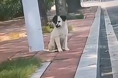 Laugh Out Loud: Epic Fails and Hilarious Antics of Dogs and Cats!