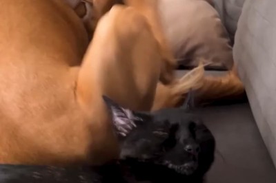 When Dogs Just Can't Take a Hint: Cat vs. Canine Comedy! 🐶😼