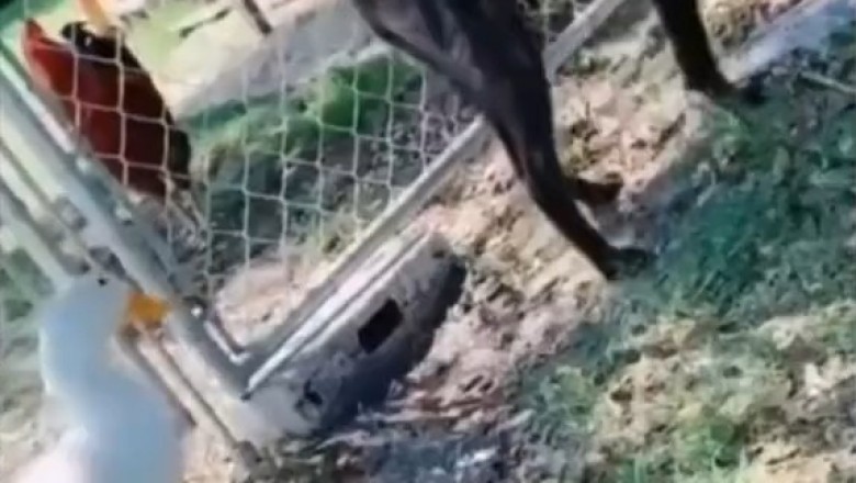 Epic Showdown: Duck vs. Dog โ Feathered Fury Unleashed! ๐ฆ๐ถ๐ฅ