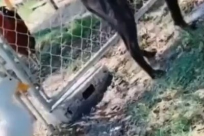 Epic Showdown: Duck vs. Dog – Feathered Fury Unleashed! 🦆🐶💥