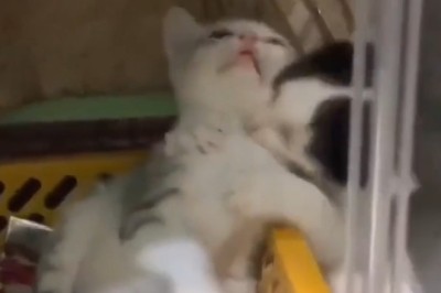 Double Trouble: Watch These Two Kittens Cause Adorable Chaos!