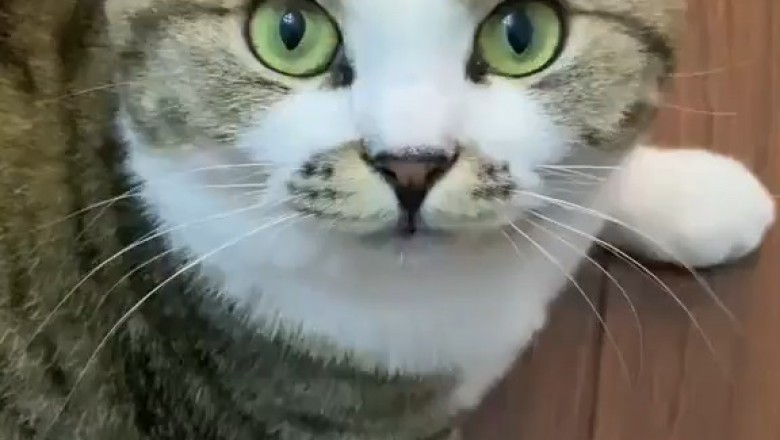 This Cute Cat’s Adorable Antics Will Melt Your Heart!