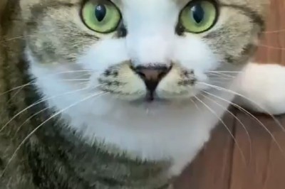 This Cute Cat’s Adorable Antics Will Melt Your Heart!