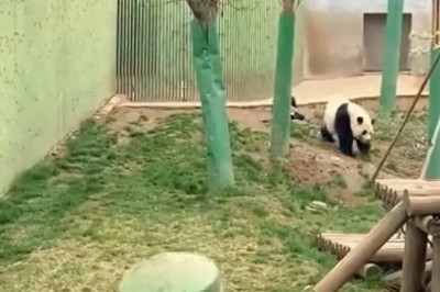 PANDA FEAST: Watch This Adorable Panda Enjoy Mealtime in the Garden! πΌπ₯