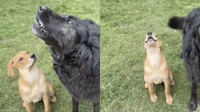 Baxter the Dog's Howling Lessons: Watch a Puppy Learn from the Best!