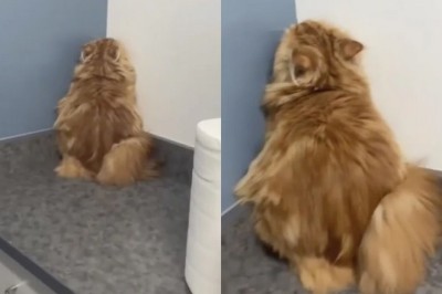 The Great Vet Hide-and-Seek: How Bellini the Cat Stole the Show!