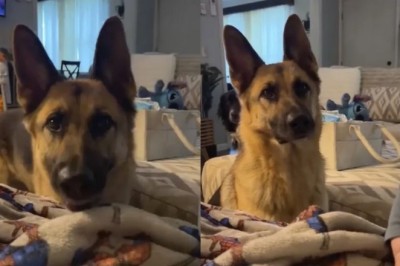 A Heartwarming Journey: Max the German Shepherd's Quest to Say "Mama"