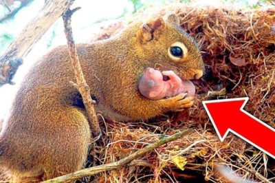 A Squirrel's Unbelievable Request: The Man Who Helped