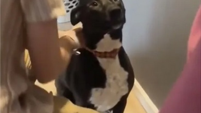 Rocky the Pit Bull: A Heartwarming Bond with His Newborn Sister