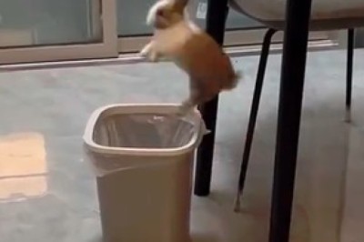 Bunny Shenanigans: The Cutest Rabbits in the Most Hilarious Antics! 🐰😂