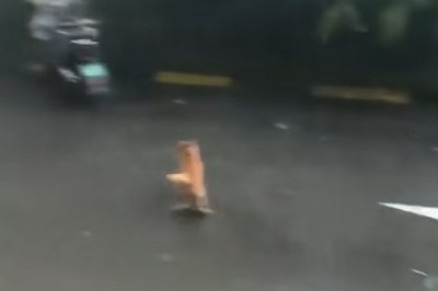 Hilarious Pets: The Ultimate Funny Animal Compilation That Will Make You ROFL!