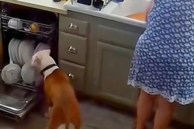 Pet Antics Unleashed: Hilariously Funny Moments You Can't Miss!