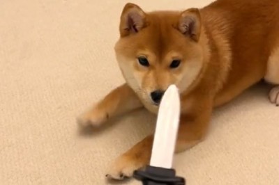 When Your Dog Thinks It's a Chef!