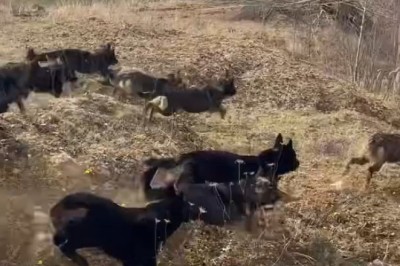 Splash-tacular Shenanigans: German Shepherd Dogs Take Over the Pool!