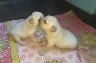 Epic Puppy Fight Compilation: Adorable Chaos and Cuteness Overload!
