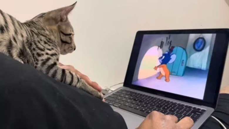 Hilarious Laptop Cat Can't Get Enough of Tom and Jerry!