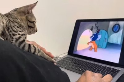 Hilarious Laptop Cat Can't Get Enough of Tom and Jerry!