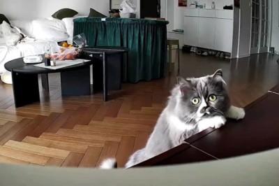 Hilarious Reaction: Cat vs. AI Security Cam – You Won't Believe This!