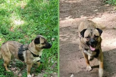 A Second Chance for Charmander: The Rescue Story of an Abandoned Dog