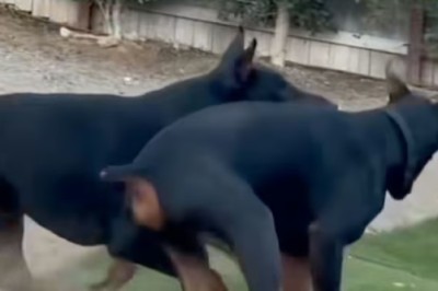 Canine Chaos: The Great Splash Adventure