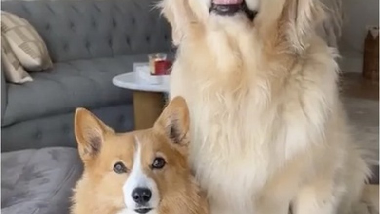 Corgi Raises Golden Retriever: The Adorable Tale of Learned Behavior