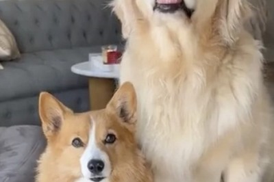 Corgi Raises Golden Retriever: The Adorable Tale of Learned Behavior