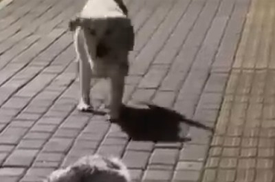 Fur-tastic Friends: The Ultimate Doggie Meet-Cute!