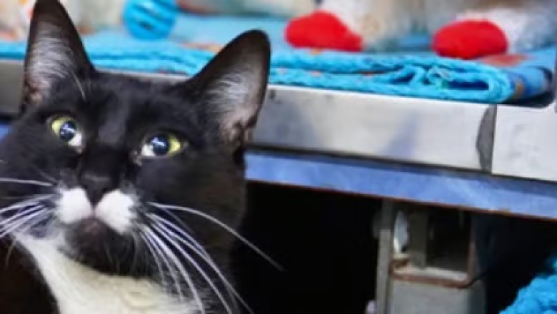 Lambinator: A Furry Symbol of Joy and Resilience