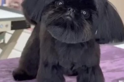 Meet Pixel Mixel Fluffington: The Shih Tzu That Looks Like a Black Hole
