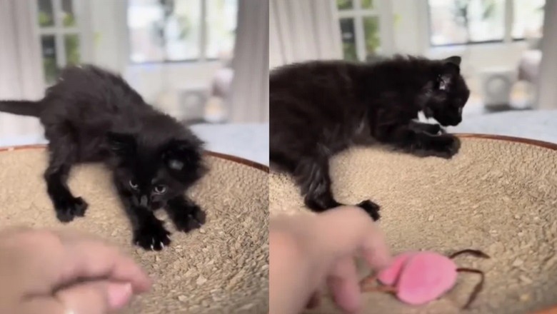 Meet Void: The Kitten Who Became the Best Student Ever!