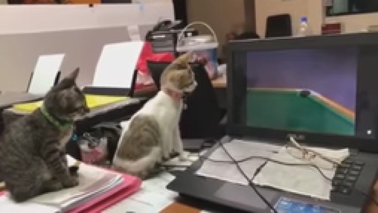 Cinematic Cats: Feline Film Critics in Action!