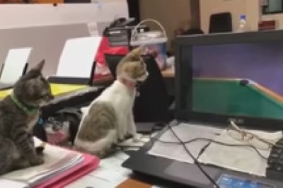 Cinematic Cats: Feline Film Critics in Action!