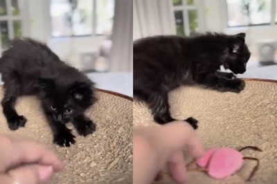 Meet Void: The Kitten Who Became the Best Student Ever!