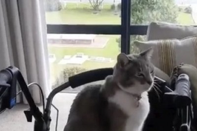 Unbreakable Bond: 93-Year-Old Man Takes Daily Walks with His Beloved Cat Angus