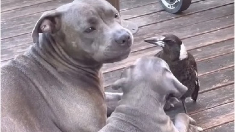 When Dogs Share Dinner with a Bird: A Heartwarming Tale of Friendship!
