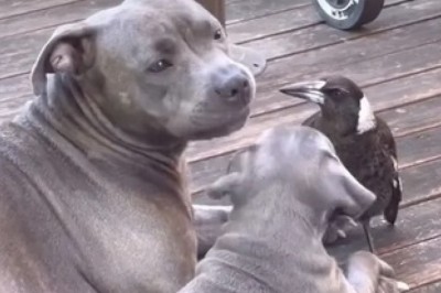 When Dogs Share Dinner with a Bird: A Heartwarming Tale of Friendship!