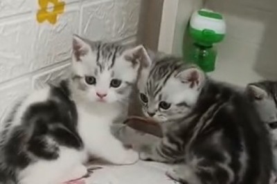 Adorable Kitten Unleashes a Cutness Overload: Prepare to Melt!