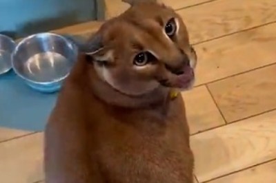 Caracal vs. Dinner: The Hilarious Food Fumble!