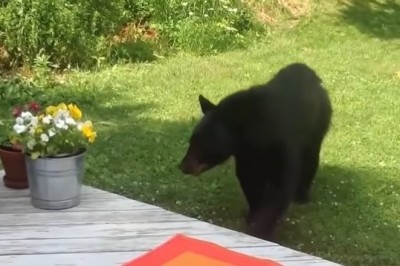 Cats vs. The Wild: Hilarious Showdowns You Didn't See Coming!