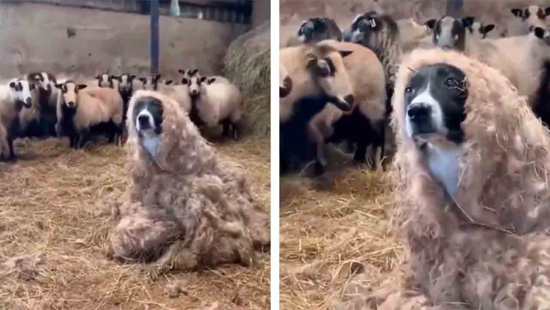 Dog's Hilarious Sheep Disguise Fails Spectacularly, Leaving Viewers in Stitches!
