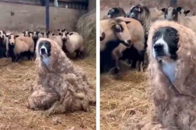 Dog's Hilarious Sheep Disguise Fails Spectacularly, Leaving Viewers in Stitches!