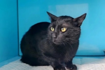 From Port Prison to Forever Home: The Incredible Rescue of Burak the Cat