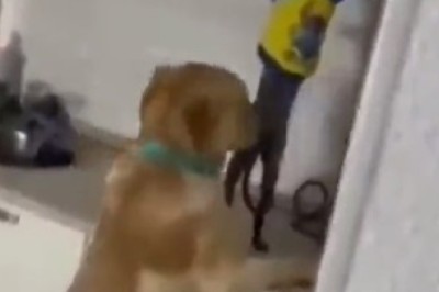 Hilarious Pets: The Ultimate Comedy Showdown!