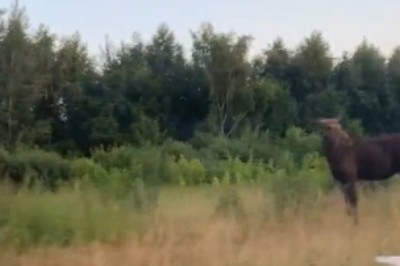 Moose vs. Highway: The Unexpected Woodlands Showdown!