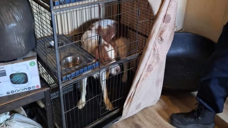 Rescue Turned Tragedy: Dog Saved from Birdcage Only to Be Returned to Abuser!