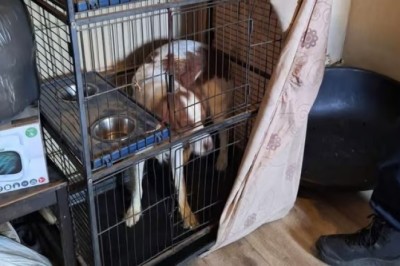 Rescue Turned Tragedy: Dog Saved from Birdcage Only to Be Returned to Abuser!